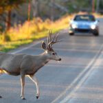 deer-crossing-road